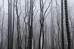 A Season of Litanies Series: Forest of Grey, 2013
