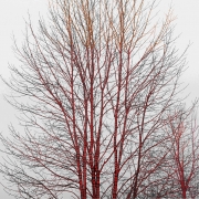 A Season of Litanies Series: Red Tree, 2013